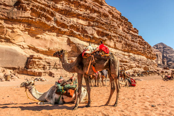 desert camels in arabian desert,wadi rum, jordan - journey camel travel desert imagens e fotografias de stock