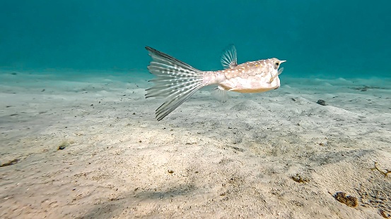 Magnifique poisson vache cornu,  photographié dans le lagon de moorea en Polynésie française