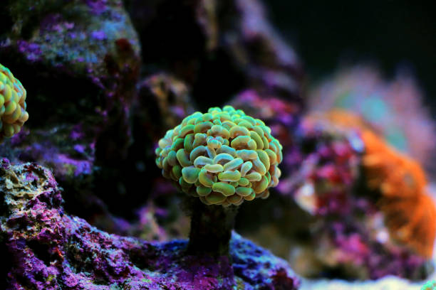 istock Euphyllia corals are polyped stony corals, very popular in home reef aquarium 1446995410