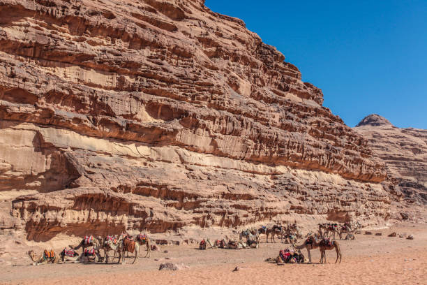 istock Desert camels in Arabian desert,wadi rum, Jordan 1446995422
