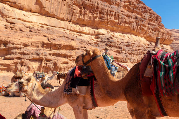 istock Desert camels in Arabian desert,wadi rum, Jordan 1446995989