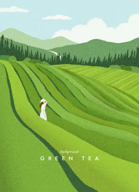 Vector illustration of Green tea plantation landscape. Rural farmland fields, Terraced farmer, hills with greenery and mountain on horizon. agriculture background. Simple graphic. Trendy flat design. Vector illustration.