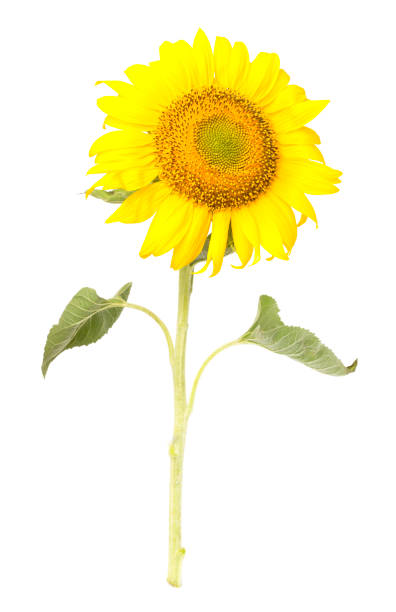 istock Sunflower isolated on white background 1446996090