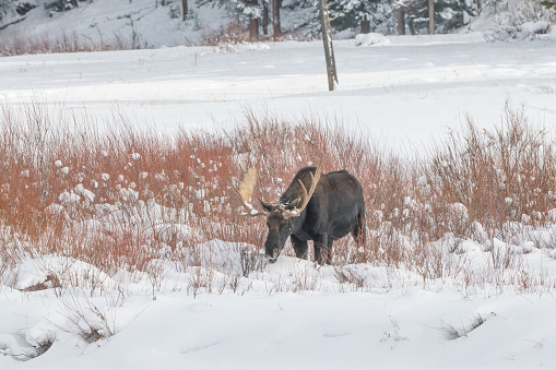 Large Bull Moose grazing on willow branches in deep snow in northwestern Wyoming, bordering Montana in Yellowstone National Park USA, Nearby cities and towns are Gardiner, Bozeman and Billings Montana, Salt Lake City Utah and Denver, Colorado,