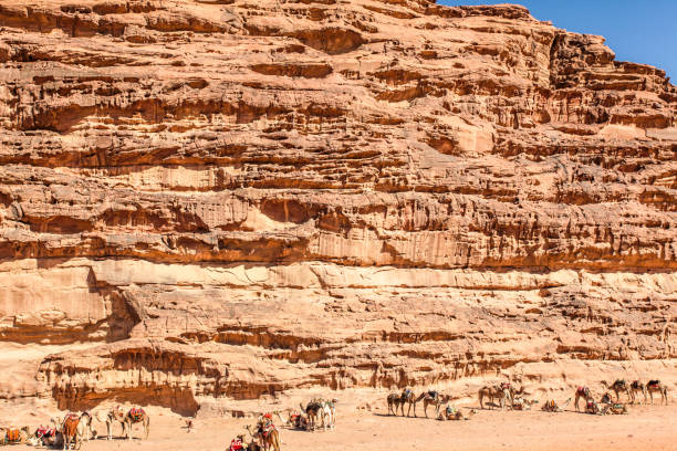 istock Desert camels in Arabian desert,wadi rum, Jordan 1446996756