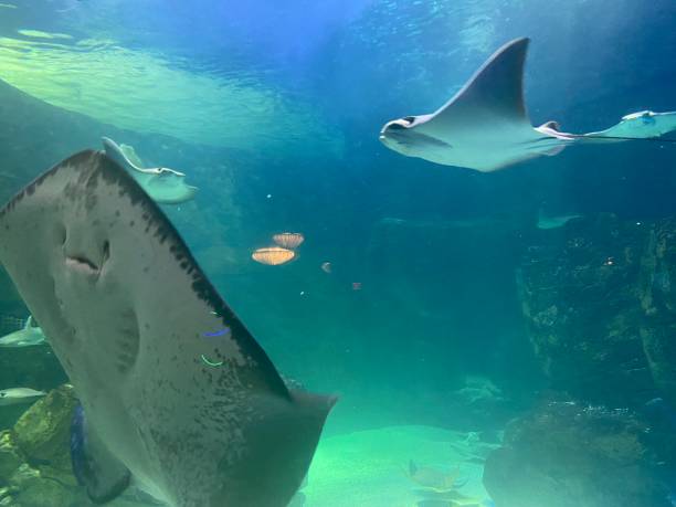 istock Ripley Aquarium 1446997651