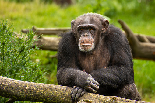 Young adult male chimpanzee making a facial expression that is considered a smile in the chimp world. Close up of face without a lot of detail. Taken in good sun light with a Nikon D70.