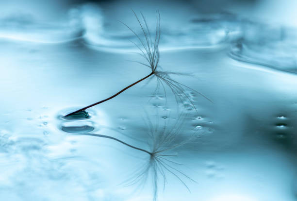 löwenzahnsamen auf nasser oberfläche - dandelion water flower abstract stock-fotos und bilder