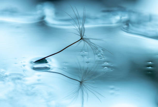 semi di tarassaco sulla superficie bagnata - dandelion water flower abstract foto e immagini stock