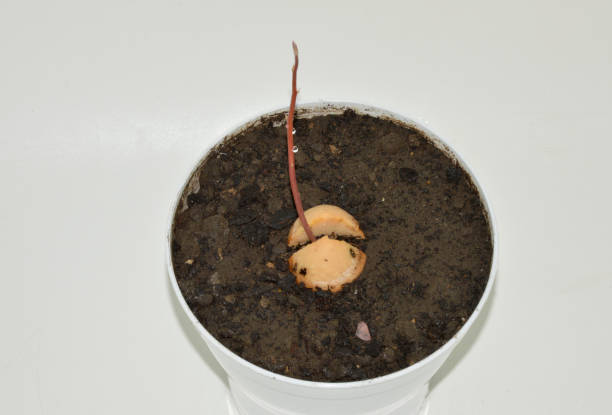 Avocado seedling close-up with selective focus