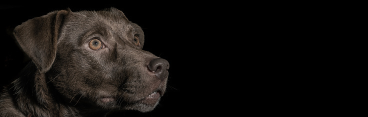 Dramatic portrait of a dog on black background. Cute brown dog over dark background