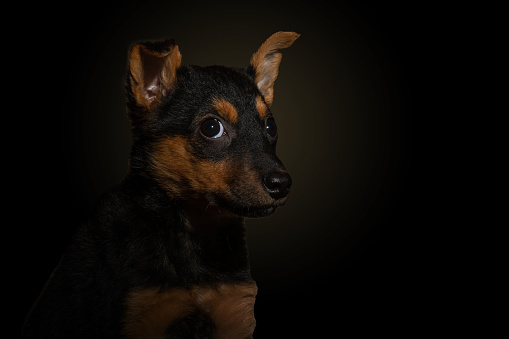 Dramatic portrait of a small dog on a black background. Lonely dog in the dark