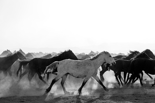 a herd of wild horses running across the desert