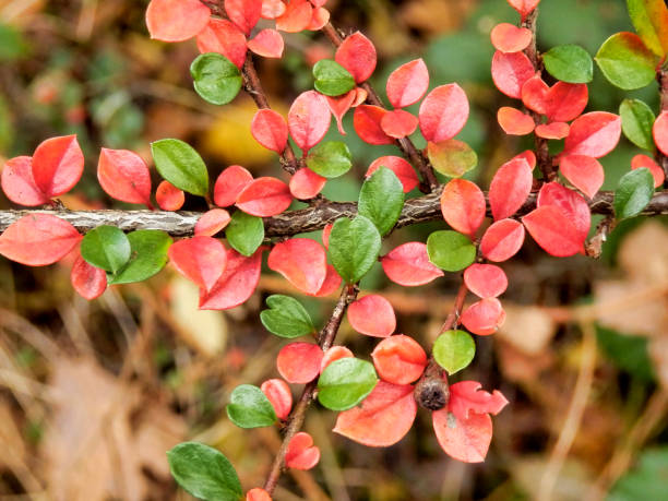 Cotoneaster Leaves Cotoneaster leaves in autumn changing from green to red cotoneaster horizontalis stock pictures, royalty-free photos & images