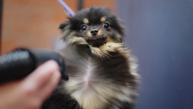 funny little black pomeranian spitz in grooming salon, closeup of cute muzzle during drying hair