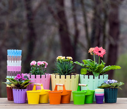 Colorful plastic and metal pots and flowers lined up on the wooden table in the garden. Blurred tree trunks and branches are seen in the background.