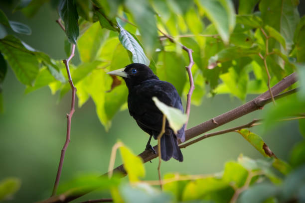 istock Beautiful black and red back bird 1447006251