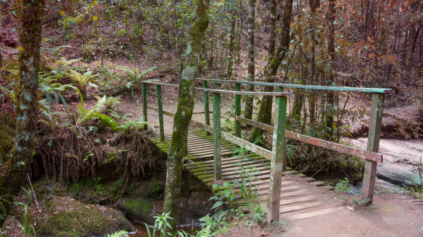 istock Old wooden bridge in the forest 1447007396
