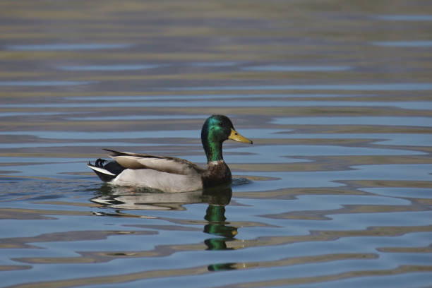 istock Closeup of a Mallard Duck (male) (anas platyrhychos) 1447008944