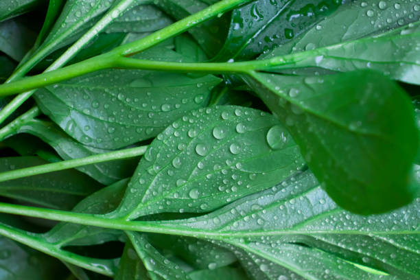 istock Wet green leaves close up background 1447008996
