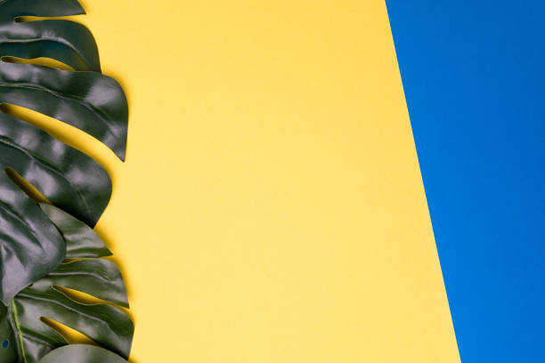 Frame of monstera leaves on two-color background