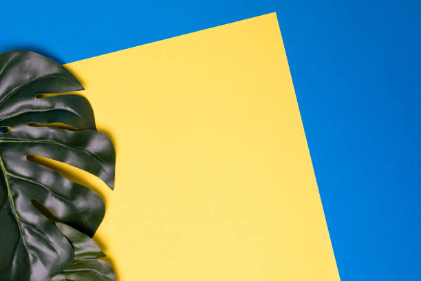 istock Frame of monstera leaves on two-color background 1447009024