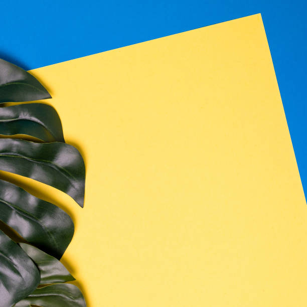 istock Frame of monstera leaves on two-color background 1447009029