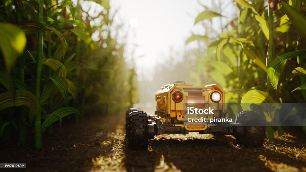 Agricultural robot in cornfield Agricultural robot driving through a cornfield Agriculture Stock Photo