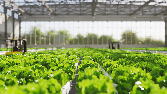 Lettuce farming in a hydroponic farm