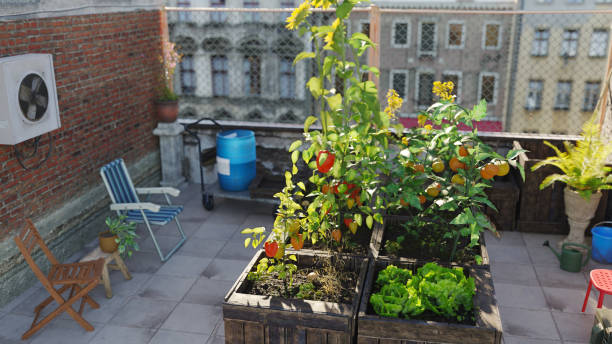 istock Urban gardening 1447011217