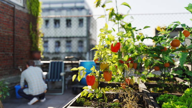 istock Urban gardening 1447011220
