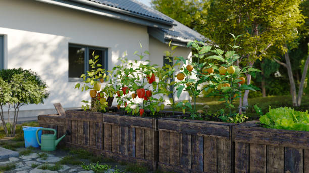 istock Vegetable garden at home 1447011224