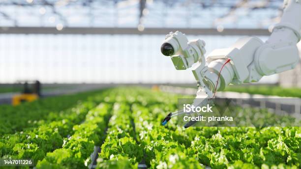 Hydroponic Robot Farming Stock Photo - Download Image Now - Artificial Intelligence, Agriculture, Technology