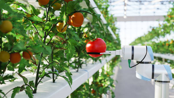 �自動水耕栽培農場 - hydroponics ストックフォトと画像