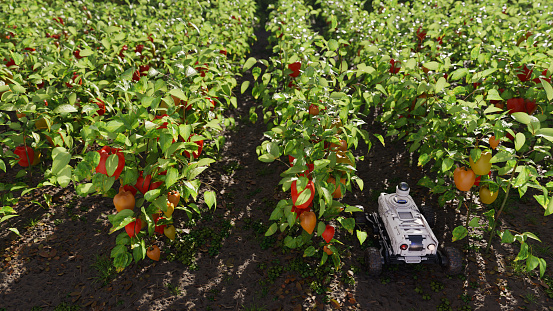 Agricultural robot surveilling a pepper field