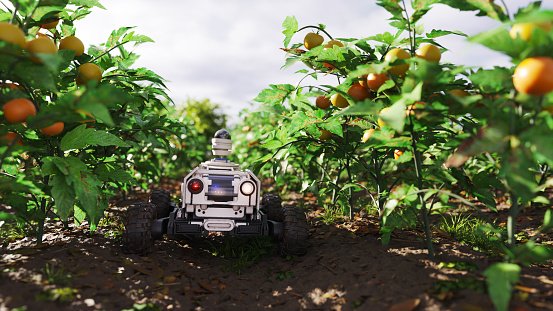 Agricultural robot surveilling a tomato field