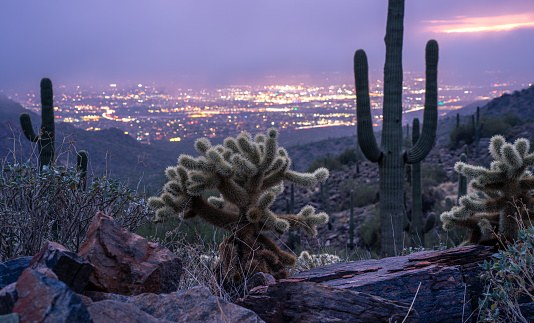 Fog descending over scottsdale Arizona with cholla and saguaro cacti in foreground during purple sunset