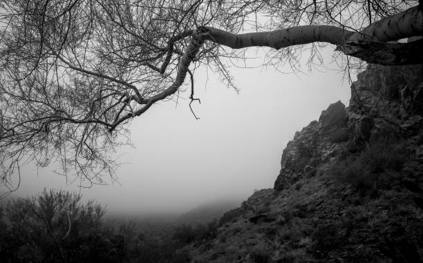 istock Barren tree leading in Foggy valley 1447012493