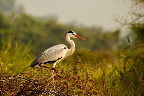 airone cenerino, ardea cinerea, grande airone cenerino comune di laghi e fiumi, hortobagy, ungheria. - gray heron foto e immagini stock