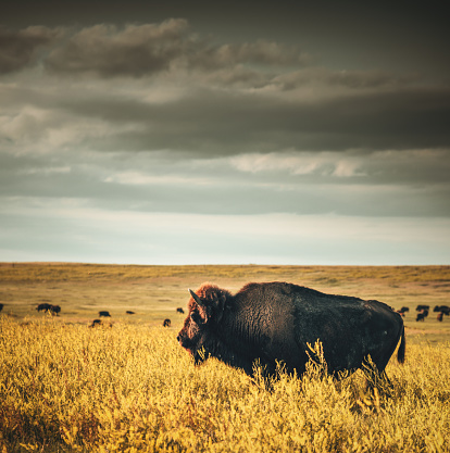 Autumn at a cattle ranch in Colorado near Ridgway - County Road 12