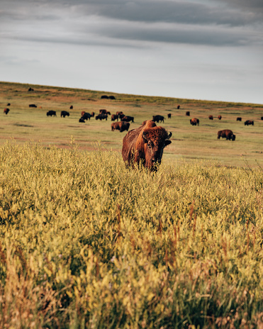 Herd of American Bison (Bison Bison) or Buffalo