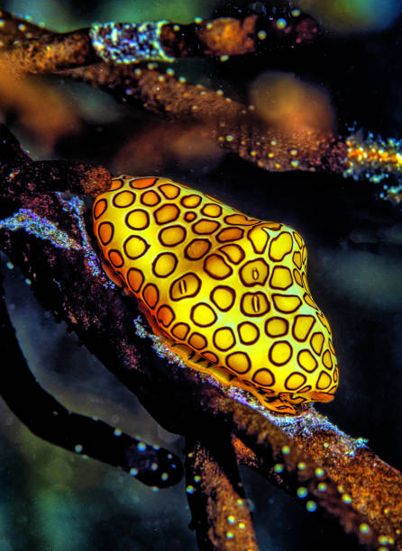 istock flamingo tongue snail ,Cyphoma gibbosum 1447013569