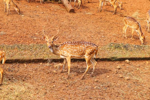 istock Close up of a spotted deer looking ahead 1447015791
