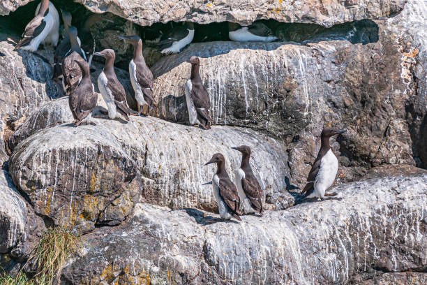 istock Murres breeding ground on rocks, Resurrection Bay, Alaska, USA 1447017538