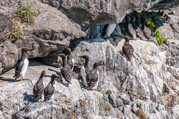 istock Murres breed on rocks, Resurrection Bay, Alaska, USA 1447017544
