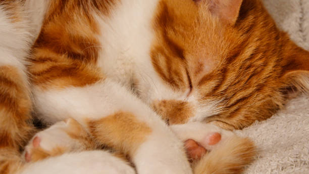 istock Cute and innocent orange tabby kitten sleeping on a blanket 1447020411