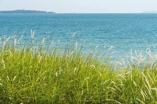 Reed with clear blue sea and sky on the background