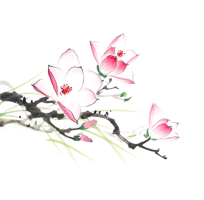 Watercolor branches of pink magnolia,Traditional chinese ink painting