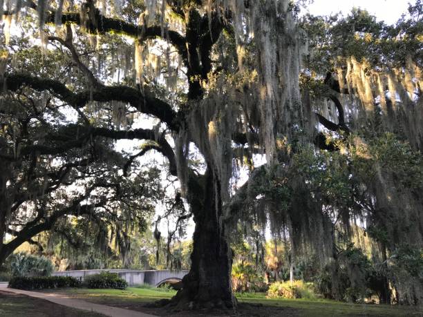 istock New Orleans park, Louisiana 1447025115