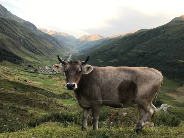 istock Cow, Switzerland 1447025147
